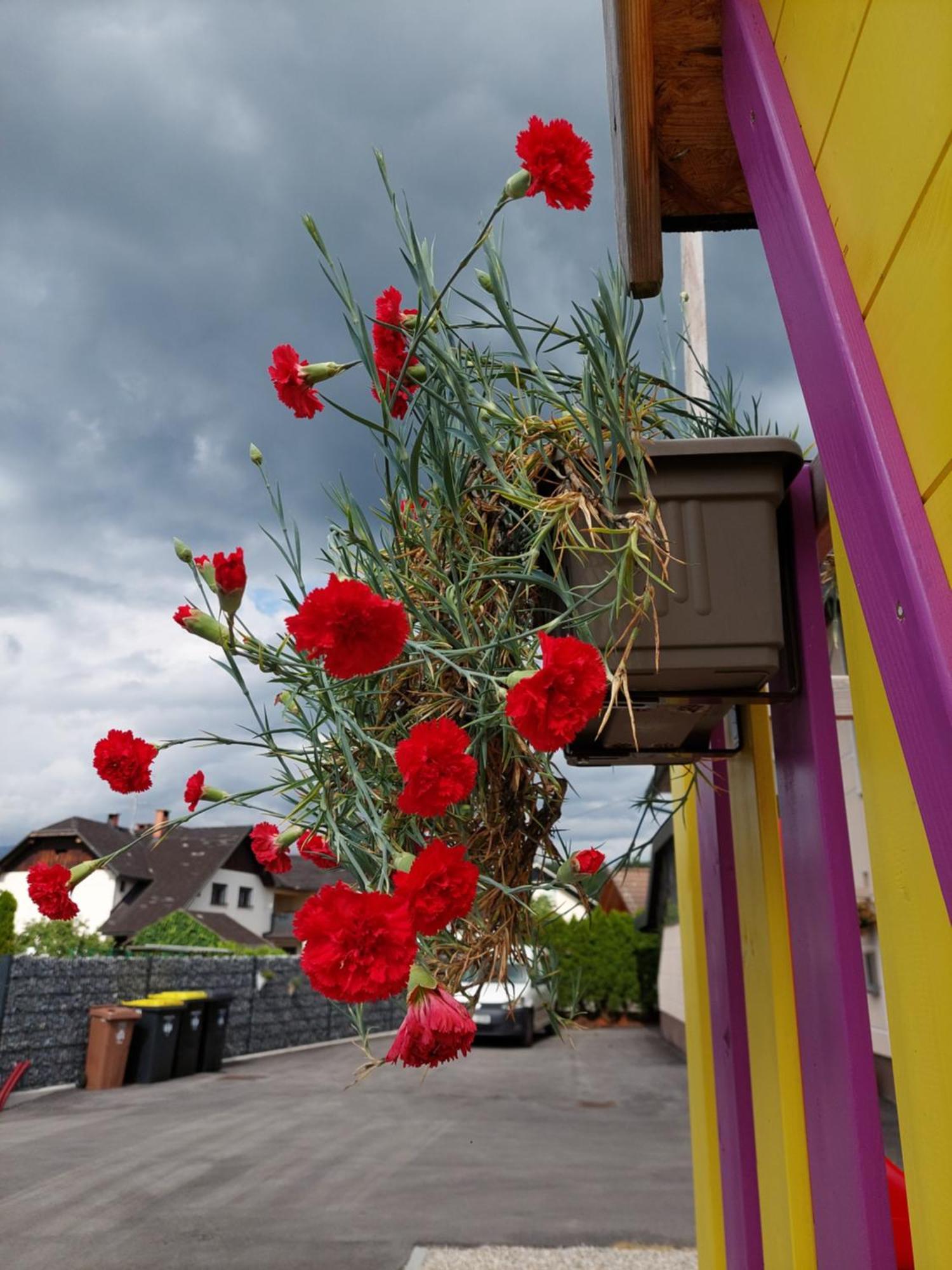 Apartma Zirovnik Cerklje na Gorenjskem Esterno foto